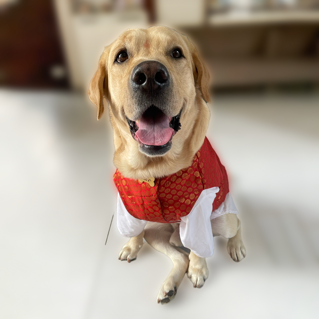 Kurta-Koti for Dogs