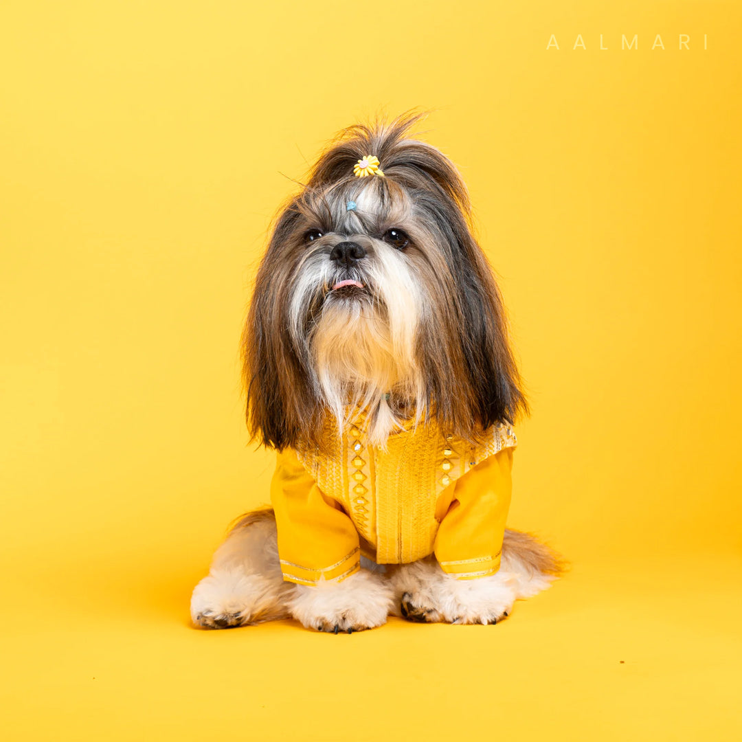 Sunshine yellow koti kurta set with mirror embroidery