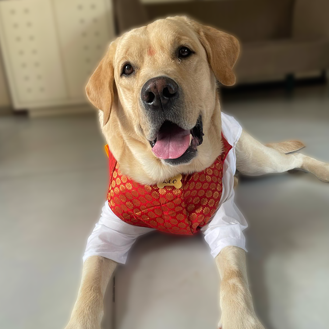 A dog wearing a white shirt and a red and gold festive wear, sitting on a light-colored floor.