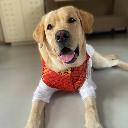 A dog wearing a white shirt and a red and gold festive wear, sitting on a light-colored floor.