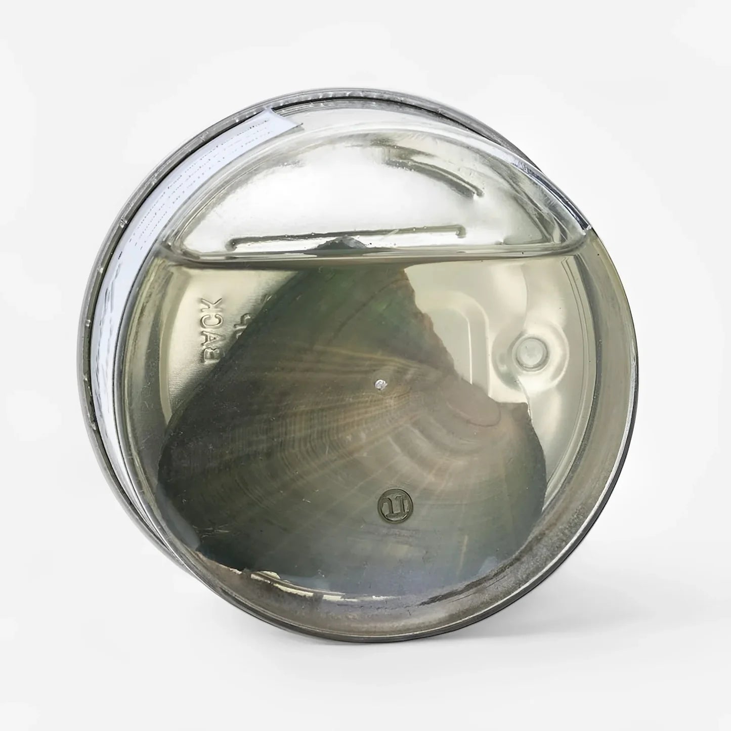 Oyster Pearl Necklace